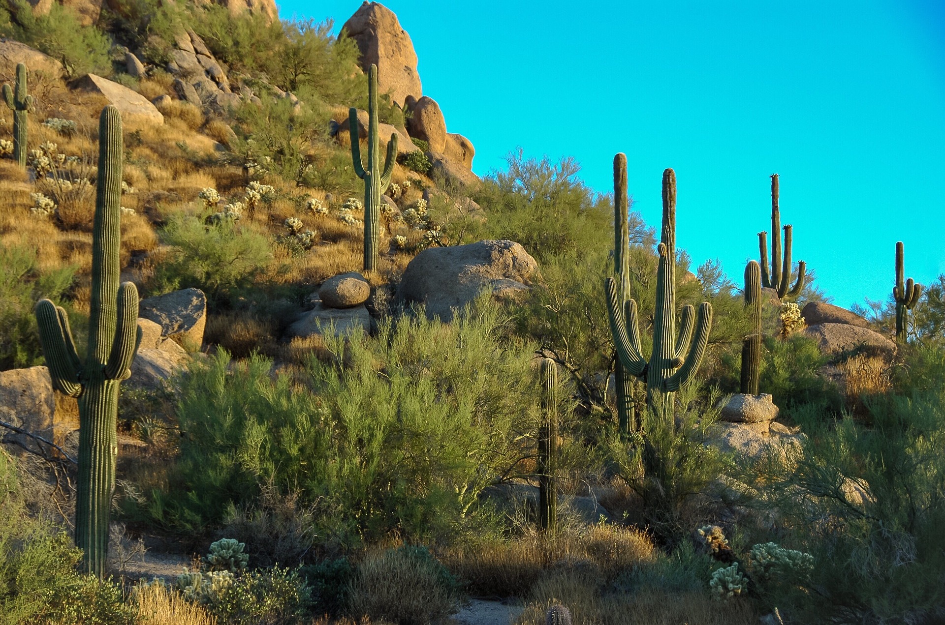 some cactus with daylight